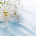 粉骨の東京･I.L.Y.Sのお客様の声